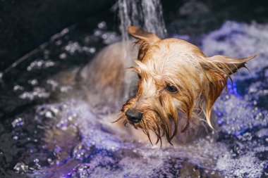 Mutlu bir köpek, kürkünün etrafında su sıçrayan ve kabarcıklar oluşturan bir kuaförde banyo yapıyor. Hayvan bakımı ve hayvan hijyeninin eğlenceli ve temel yönlerini vurguluyor.