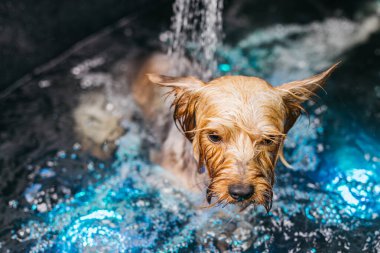 Küçük köpek, renkli ışıklarla aydınlatılmış, su dolu bir küvette mutlu bir şekilde sıçrıyor, evcil hayvan bakımının eğlenceli atmosferini ve profesyonel ortamdaki bakımı vurguluyor.