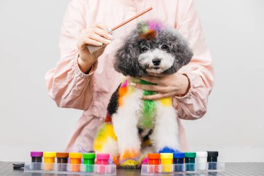 Gökkuşağı renkli ceketli bir kaniş, köpeğin kürkünü geliştirmek için tarak ve renkli boyalar kullanan, yaratıcı tımar sanatını ve canlı hayvan stilini ön plana çıkaran bir stilist tarafından yetiştiriliyor.