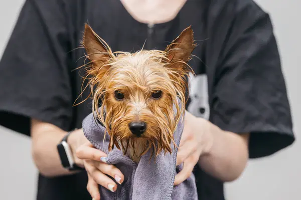 Islak bir Yorkshire Teriyeri, yumuşak bir havluya sarılı siyah gömlekli bir kuaför tarafından nazikçe tutuluyor.