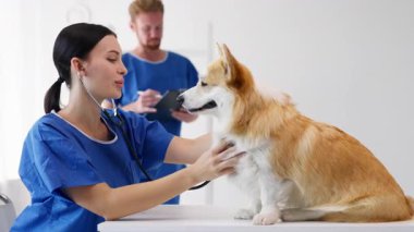 Muayene sırasında Corgi Dog 'u inceleyen veteriner.