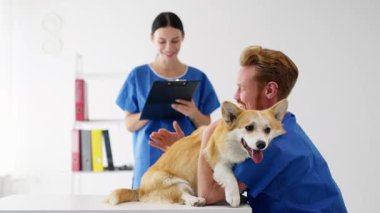 Gülümseyen veteriner içeride mutlu Corgi köpeği inceliyor.