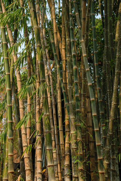 Bamboo forest in Chiang Mai, Thailand