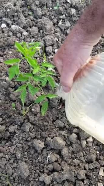 Çiftçi Tarlasında Plastik Bir Şişeyle Bir Domates Bitkisini Suluyor — Stok video