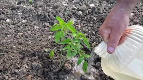 Bauer Wässert Eine Tomatenpflanze Auf Seinem Feld Mit Einer Plastikflasche — Stockvideo