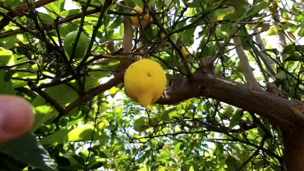 Hand Breaks Lemon Tree Branch Domestic Harvesting — Stock Video