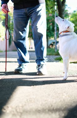 Kentsel çevrede beyaz köpek sahibinin ayaklarının yanında bekliyor. Şehirde evcil hayvan kavramı