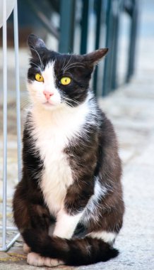 Gizemli siyah beyaz kedi şehrin arka planında şüpheli bir kamera arıyor.