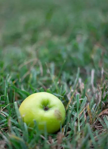 Close-up image of wild apple fallen in rustic field in seasonal changes and decomposition