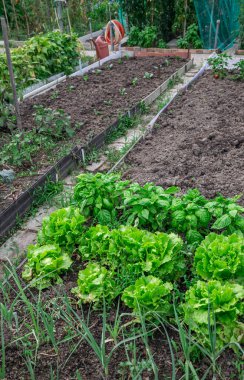 Biyolojik tüketim için meyve bahçesi ve ekolojik alanın resmi