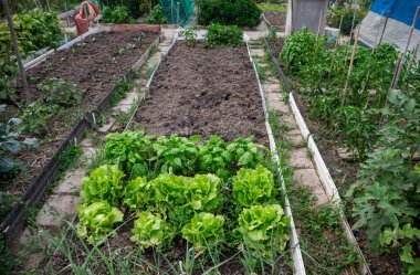 Biyolojik tüketim için meyve bahçesi ve ekolojik alanın resmi