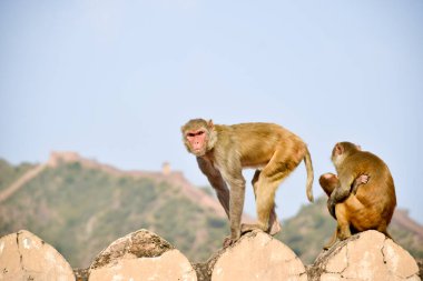 Jaipur, Hindistan 'da Amber Kalesi' nin duvarında ailesine bakan maymun resmi.