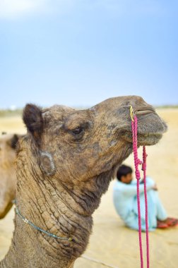 Hintli rehber ile birlikte Jaisalmer, Hindistan 'da çölde oturup çölü izlerken dikey kenar görüntüsü.