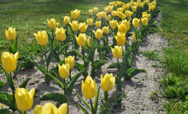 Baharda sarı laleler, loş güneş ışığıyla birlikte ortaçağ bahçesi boyunca dizilmiş. Segovia 'da. İspanya.