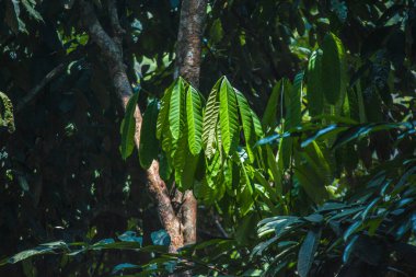 Ormanda eğreltiotu yaprakları