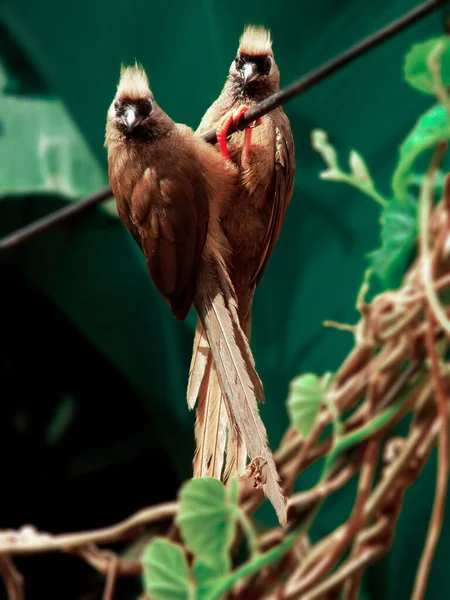 Pair Birds Called Colious Striped Perched Cable Garden City Yaounde — Fotografie, imagine de stoc