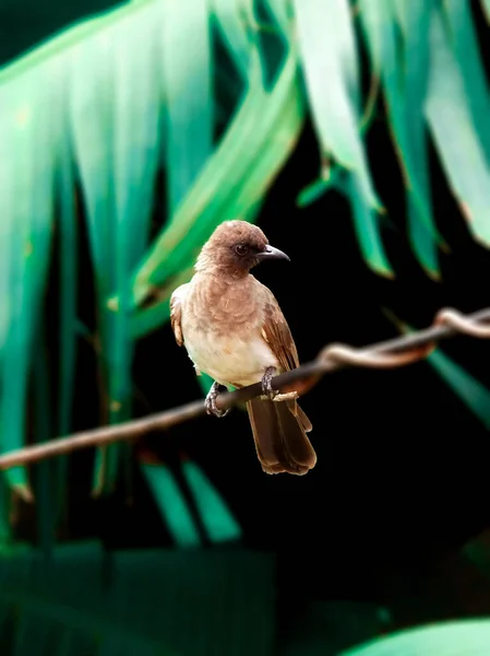 Ptak Zwany Bubul Ogrodowy — Zdjęcie stockowe