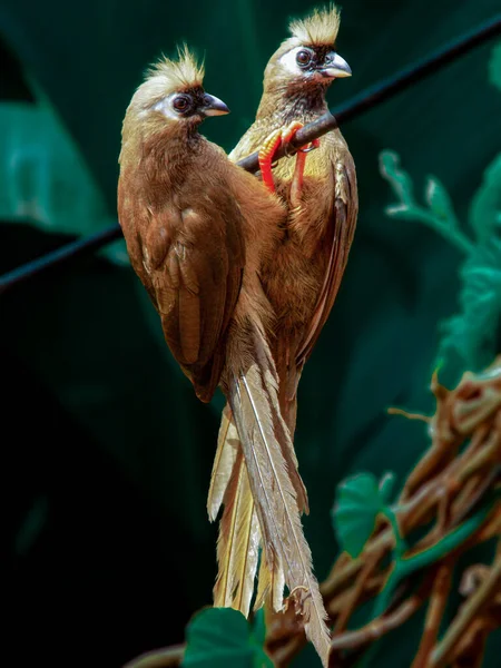 Pair Birds Called Colious Striped Staring Lens Perched Cable Garden — Fotografie, imagine de stoc
