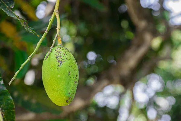 Cameroon green mango on a mango tree