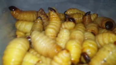 Palmiye larvalarının üst üste yığıldığını gösteren bir video.