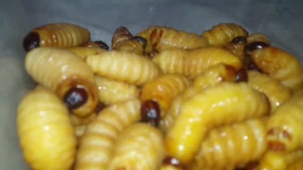 Palmiye Larvalarının Üst Üste Yığıldığını Gösteren Bir Video — Stok video