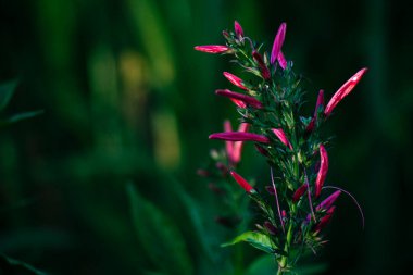 Dianthera secunda bir bitki türüdür.