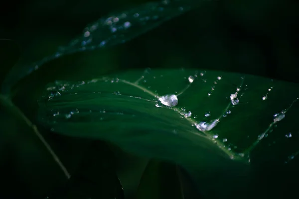 Капли Воды Отдыхают Зеленом Листе Лесу Рассвете — стоковое фото