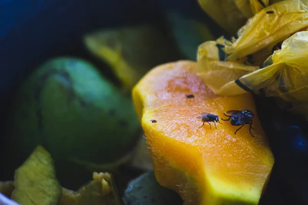 stock image  leftover Cameroon mango in the garbage can with flies on top