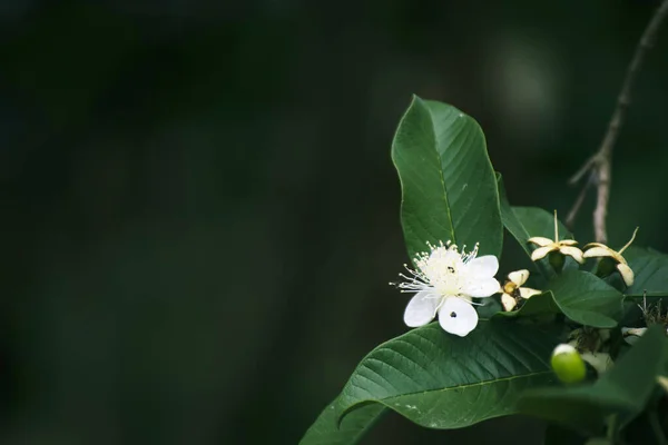 white flower on green, white flowers and green guava leaves in a garden