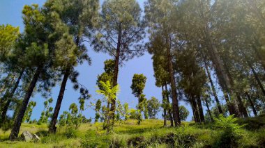 Ormanın güzel manzarası