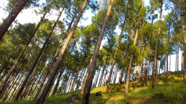 Ormanın güzel manzarası