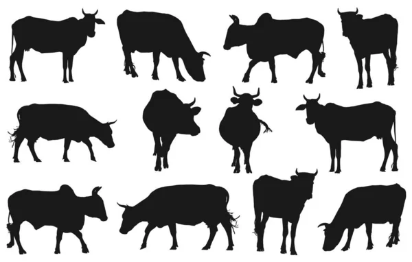 Σκιαγραφίες Ζώων Εκτροφής Διανυσματικές Σιλουέτες Αγελάδων Διανυσματική Απεικόνιση — Διανυσματικό Αρχείο