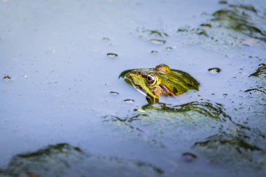 frog sitting on a pond in the water