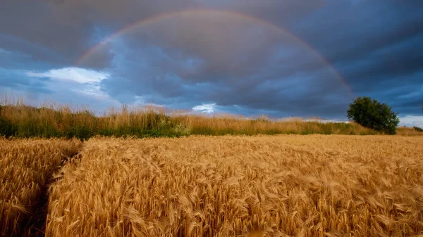 rye field under a stormy sky with a rainbow