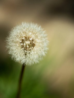 Yeşil arka planda karahindiba çiçeği