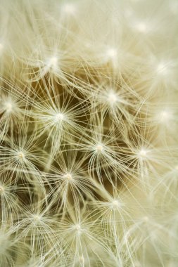 Dandelion flower seeds in macro
