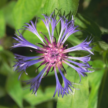 Centaurea cyanus, also known as cornflower or bachelor's button.