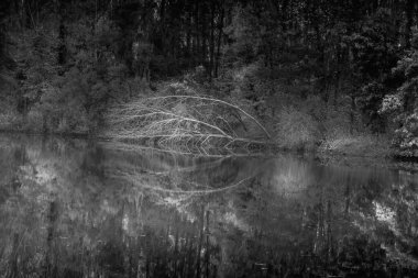 A black and white shot of a tree reflected in a lake.