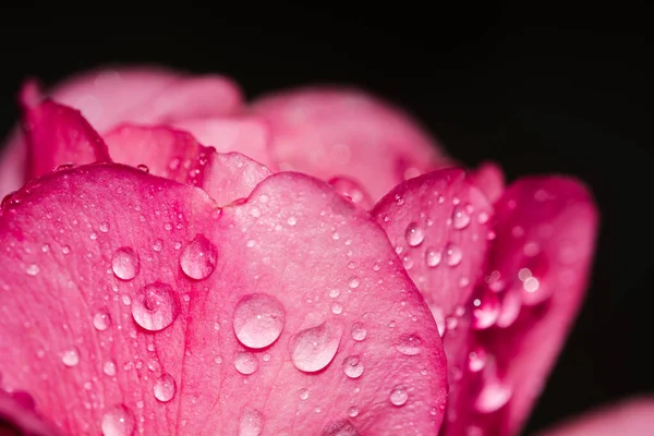 macro of pink flowers with drops of water. close-up with blurred background.