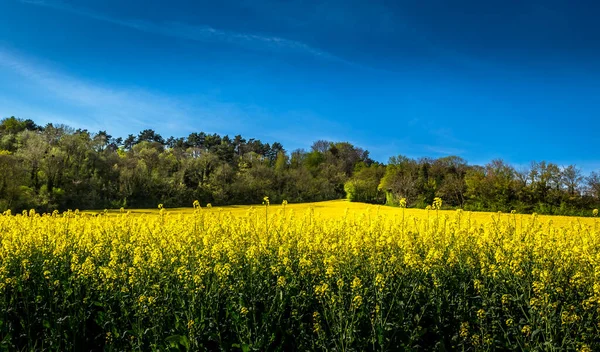 Piękne Żółte Pole Rzepaku Błękitnym Niebem Wiosną — Zdjęcie stockowe