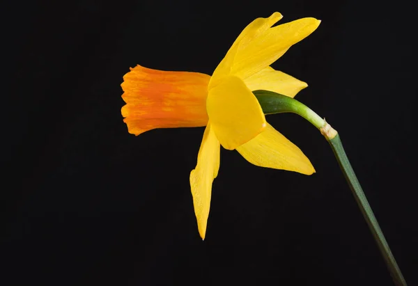 yellow daffodil flower on black background
