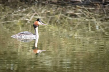 Büyük ibikli grebe, Podiceps kristali, suda tek bir kuş.