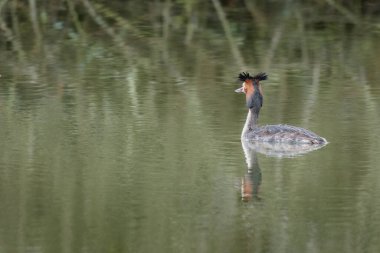 Büyük ibikli grebe, Podiceps kristali, suda tek bir kuş.