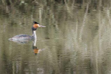 Büyük ibikli grebe, Podiceps kristali, suda tek bir kuş.