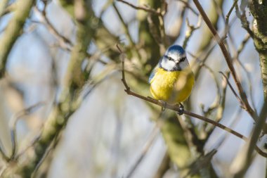 great tit ( parus major ) on a branch