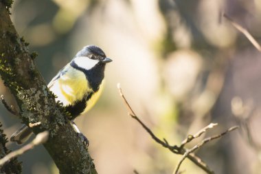 Great tit, Parus Major, single bird on branch