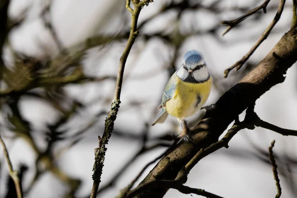 Vogel Parus Major Neujahr Winter Baum Gimpel Vögel Und Küken — Stockfoto