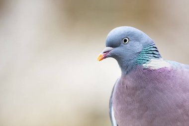 Doğal ortamında Avrasyalı ağaç yetiştiricisi