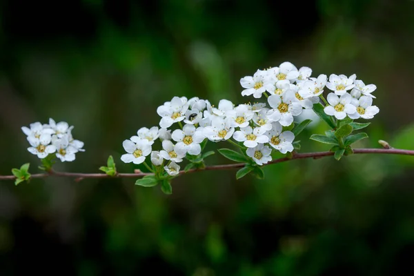 Vita Blommor Grön Bakgrund — Stockfoto
