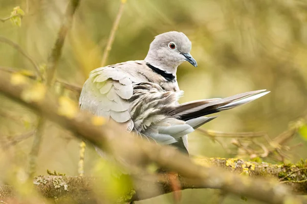 Avrasyalı yakalı güvercin, Streptopelia decaocto, daldaki tek kuş.